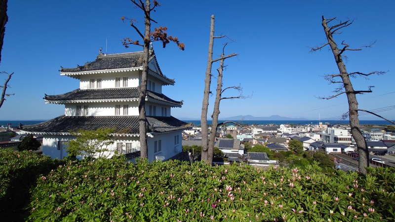 長崎県雲仙市の黒猫