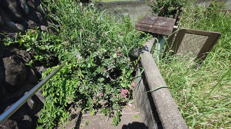 空き家を管理、門扉へ続く階段をふさぐほど伸びた雑草